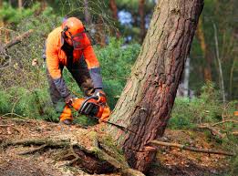 Reliable Langhorne Manor, PA Tree Care Services Solutions